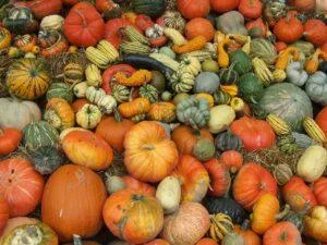 pumpkin, fall, harvest festival champaign il